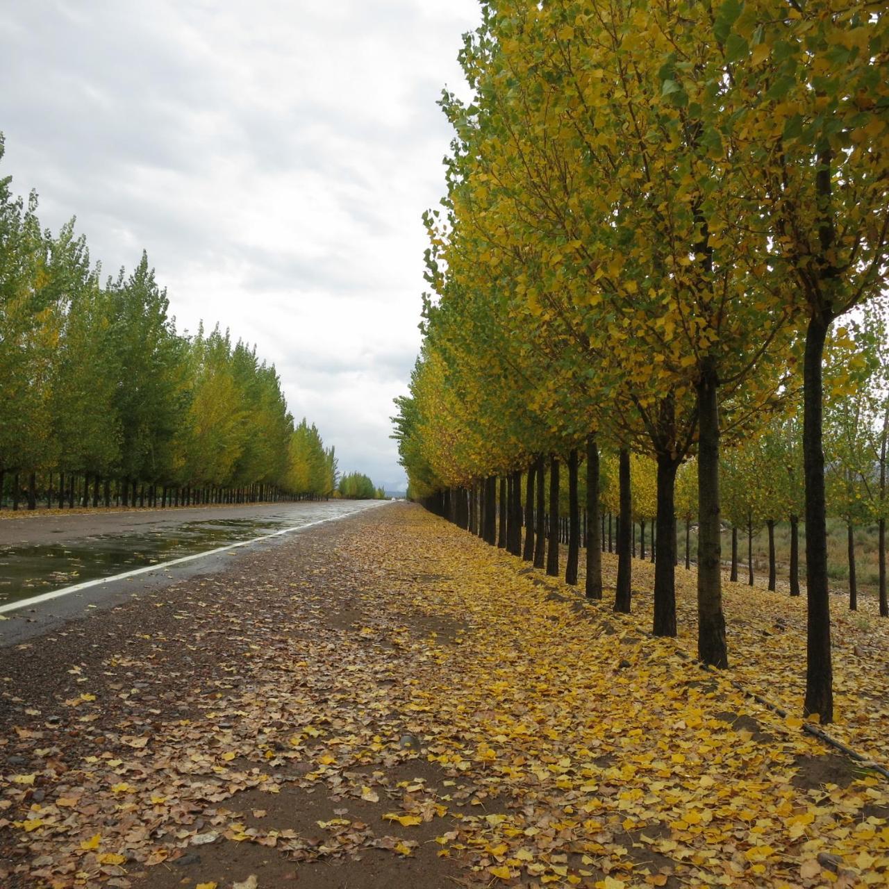 Casa De Uco Vineyards And Wine Resort Los Arboles Bagian luar foto